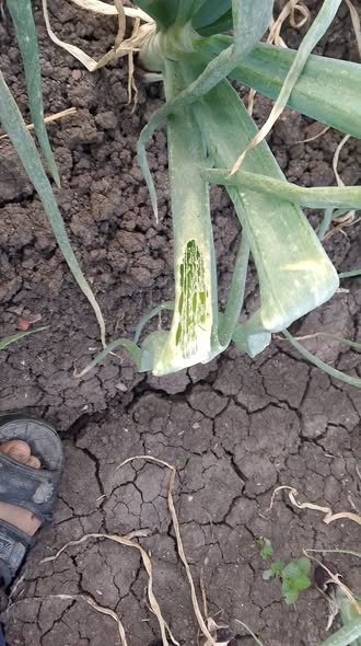 ممكن تفسير الاصابه
والمبيدات المناسبه؟